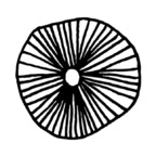 zoeardiff avatar
